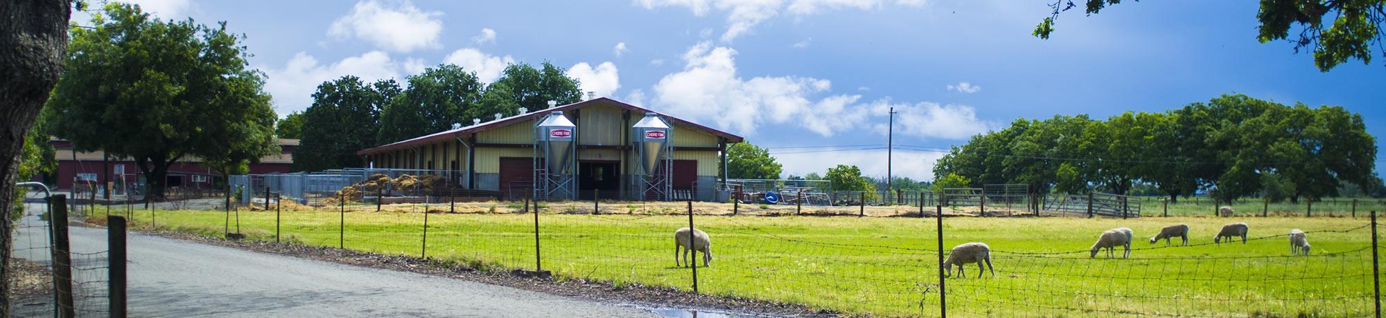The outside of the sheep barn and its pasture land.