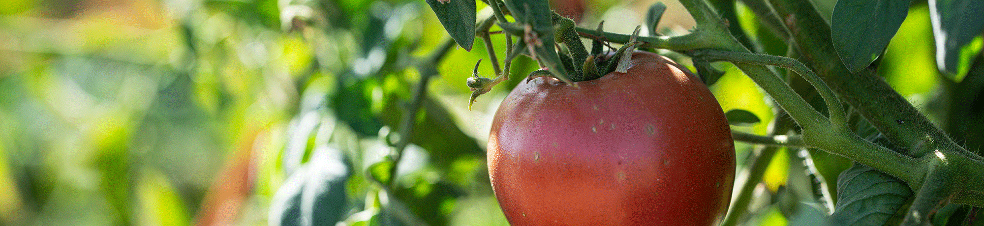 Tomato growing on the vine at the UC Davis Student Farm.