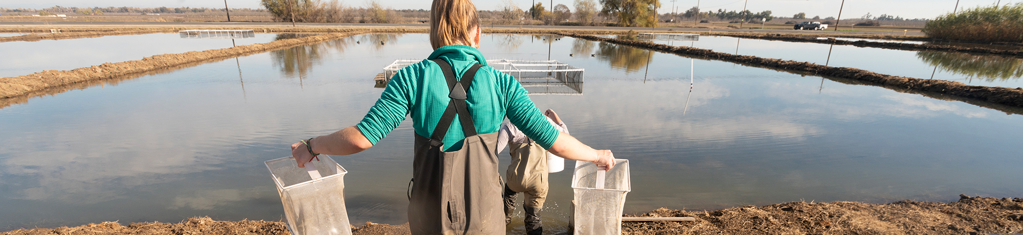 A person holds nets while walking through ponds.