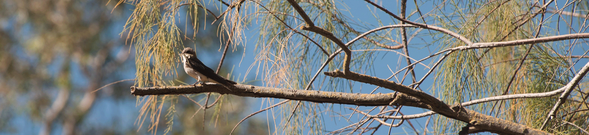 The adult tree swallow looks on during the bird banding and measurement of birds in the Putah Creek Nesting Box Highway research project.