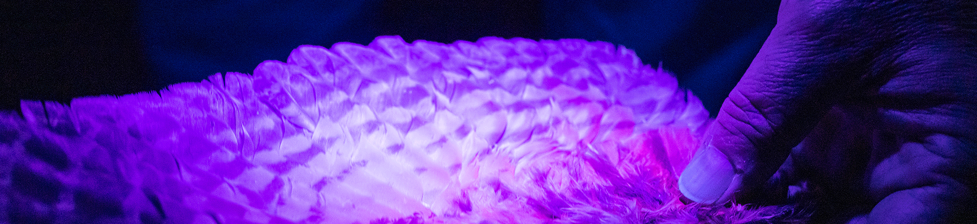 A feathered bird wing.
